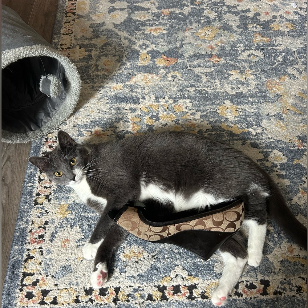 MY SHOW FLYER!!! DESIGNER & LUX BAGS, ACCESSORIES, KATE & COACH, PLUS CLOTHES - Picture 3 of 14